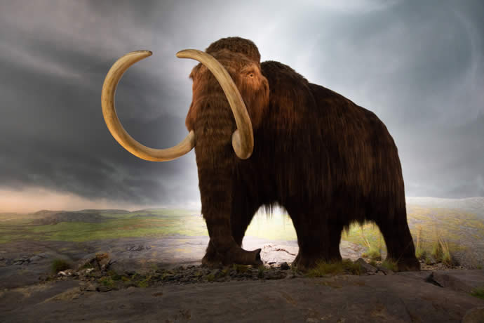 Wooly mammoth